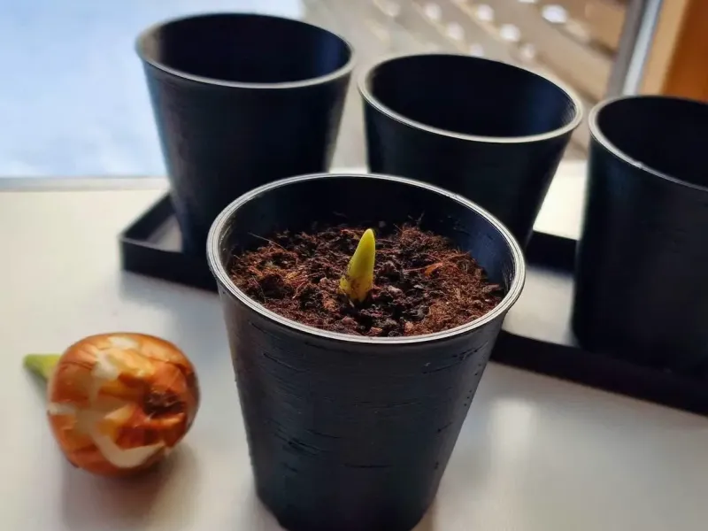 Simple and sturdy planter and tray