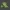 Heiliger Kermit Schlüsselanhänger