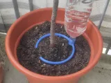 plant waterer-0
