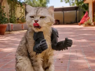 Batman Cat Arms