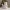 Cute Christmas Cat: Adorable Feline Holiday Decor 3D Model