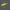 Corn– Realistic 3D Model