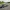 truck Americano Toy