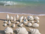 Seashell Collection-0