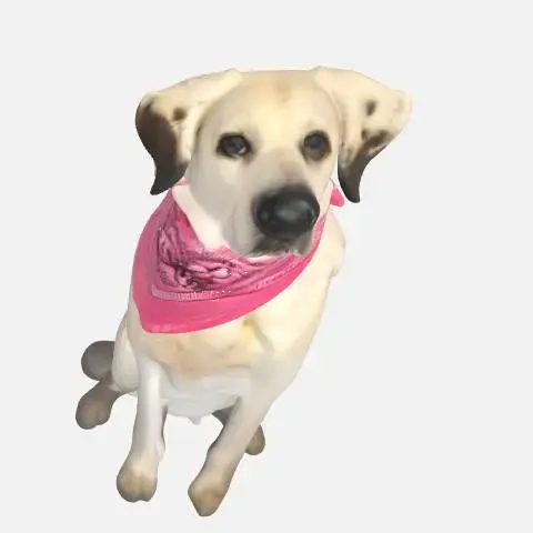 Labrador Retriever