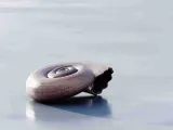 Shell of a snail decoration object-0