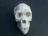 Gorilla Skull-2