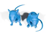 Rats-6