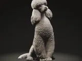 Standard poodle-0
