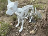 Dog skeleton-1