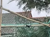 Bugs-2