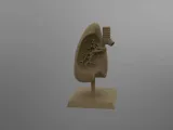 lung model-1