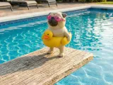 Pug with an inflatable duck-1