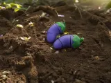 Série de Vegetais Articulados - Berinjela-1