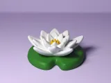 Water Lily-1