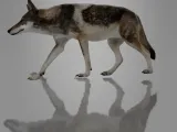 MINIATURE WOLF-2