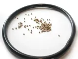 Fish Feeder Ring-0