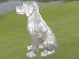 Dog Epagneul Breton-6