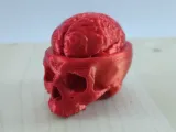 Skull with Brain-0