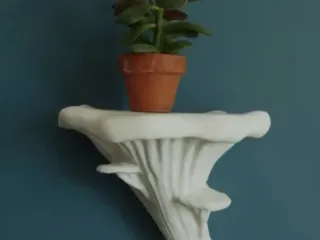 oyster fungus holder