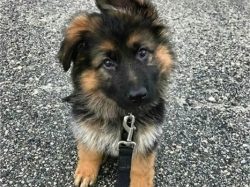 mon chien Chellakutti
