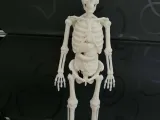 Anatomical Skeleton Figure – Human Anatomy Decor-1