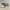 Bufalo africano - low poly