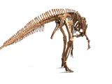 Hypacrosaurus_Skeleton – Realistic Detailed Hadrosaur Dinosa-5