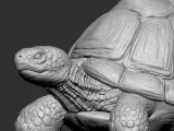 TORTOISE-6