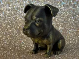 Cute Pittbull-4