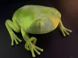 Green Tree frog-1