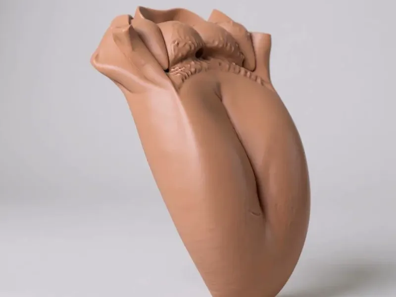 langue organe anatomie humaine