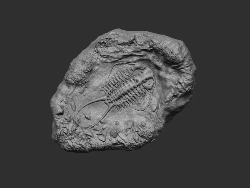Trilobit Mineral Fosili - Gerçekçi