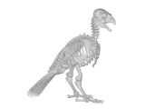 Falcon Skeleton Anatomy – Highly Detailed Bird Skeletal 3D-1