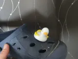 Duck Croc Charm-1
