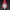 christmas gnome