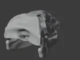 Dimetrodon Skull-7