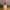 Christmas Gnome