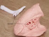 🫁 Human Lung Anatomy – Modular Educational Model-9