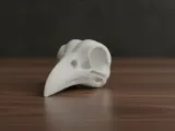 Modello di Teschio di Uccello per la Stampa 3D-1