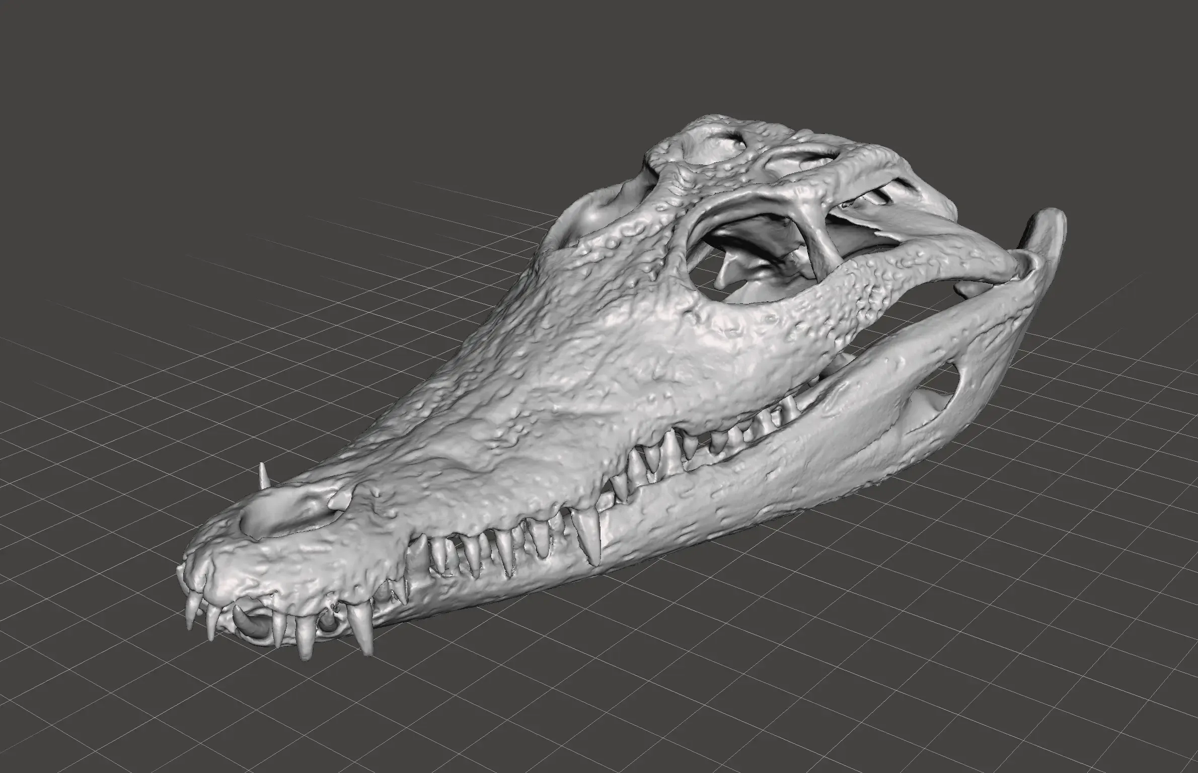 Crocodile Skull Scan, taken from original skull