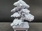 bonsai tree 10-6