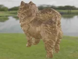 Dog Chow Chow-3