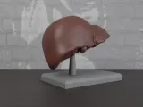 Human Anatomy Liver Organ-1