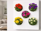 WALL PLANT DISPLAY-0