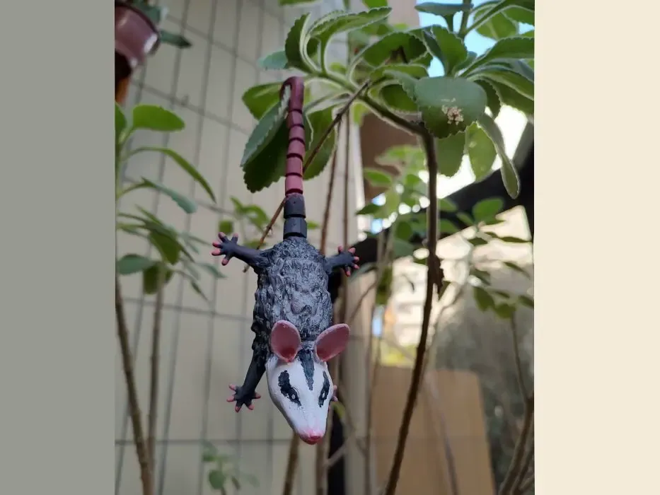 Hanging opossum