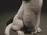 Standard poodle-2