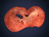 Realistic Human Diaphragm Anatomy 3D Printable Model-6