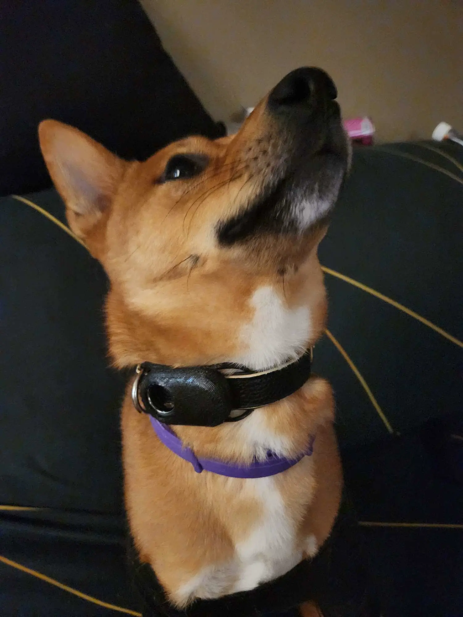 galaxy smart tag 2 pet collar 