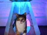 Cama LED para Mascotas de Abducción Alienígena-1